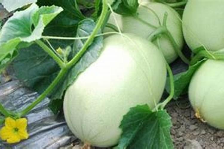 甜瓜坐果期水肥管理