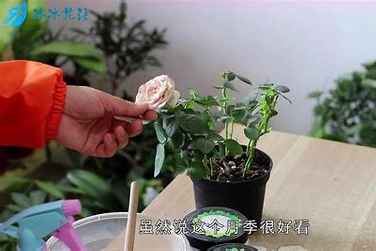 月季花月季花怎么施肥