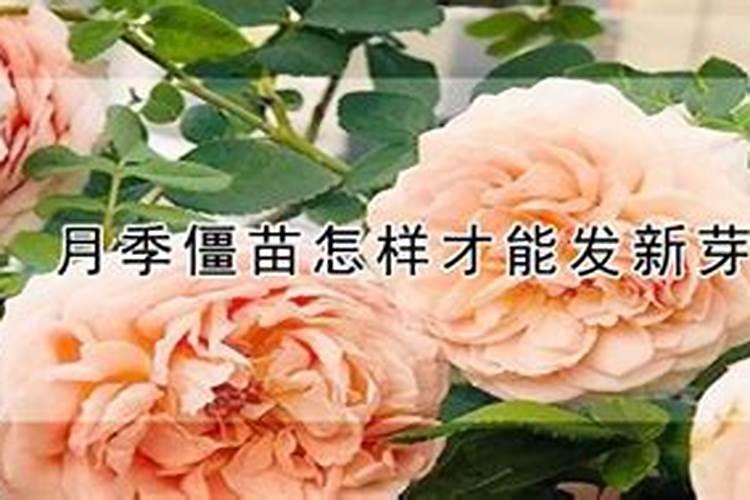 月季僵苗怎样才能发新芽