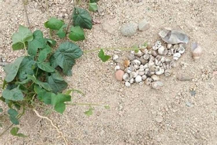 贝壳敲碎能当花肥吗