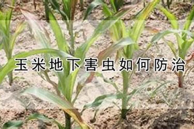 请问老师玉米地下害虫如何防治？