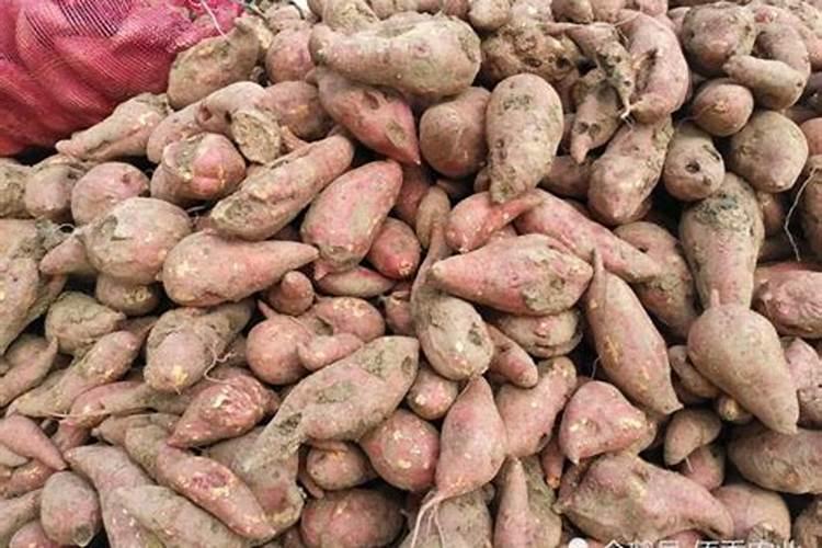 ...地里施什么肥好？老有虫子咬红薯,用什么药能治地下害虫？