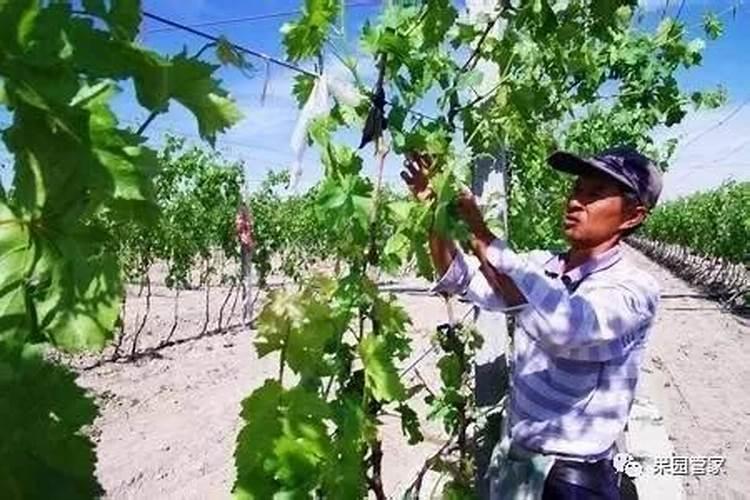葡萄上色期施肥方法