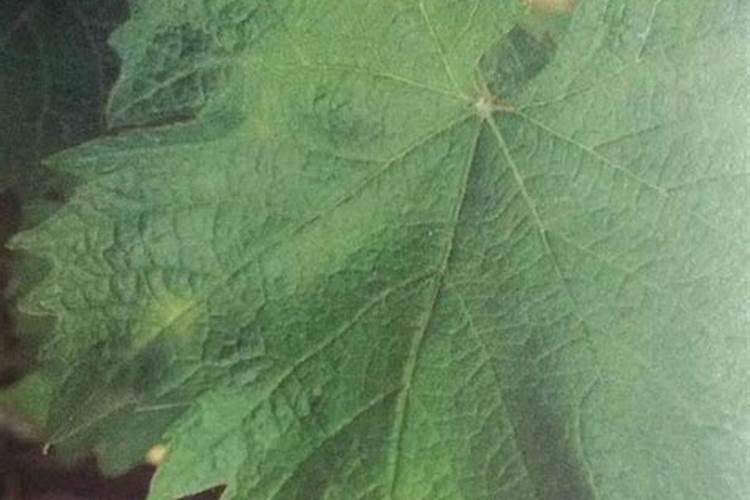 葡萄现在这个季节出现叶子边缘发黄,正常吗？