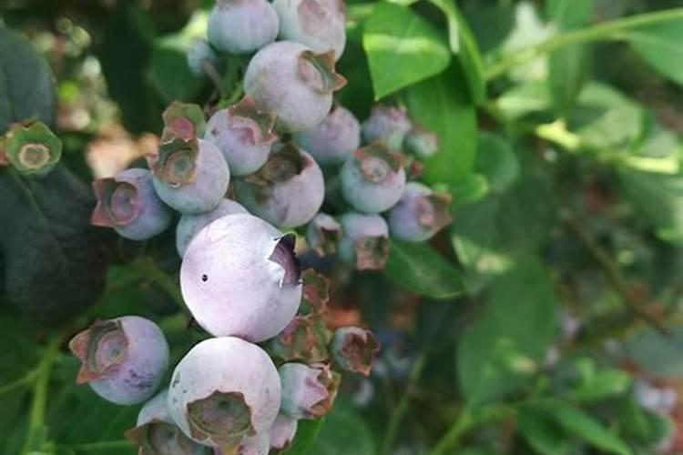 请教:蓝雨蓝莓栽培问题