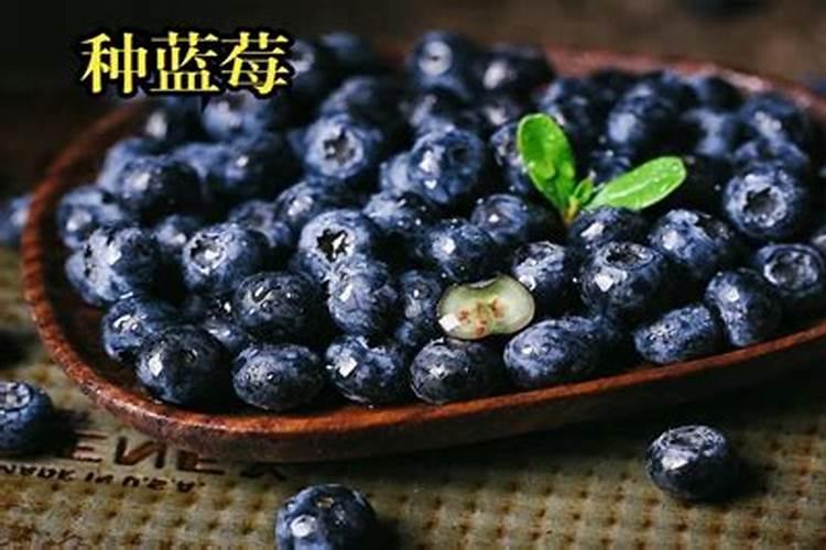 蓝莓果实里的种子能种吗