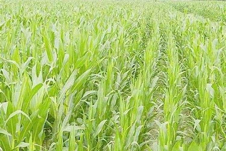 夏玉米的管理技巧 玉米应该怎么施肥