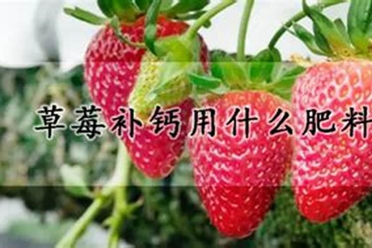草莓补钙用什么肥料