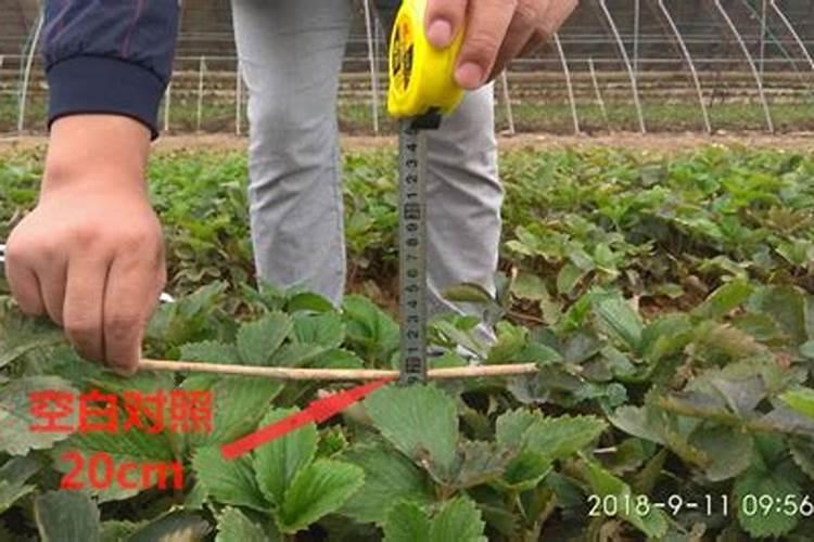 调环酸钙在草莓上怎么使用