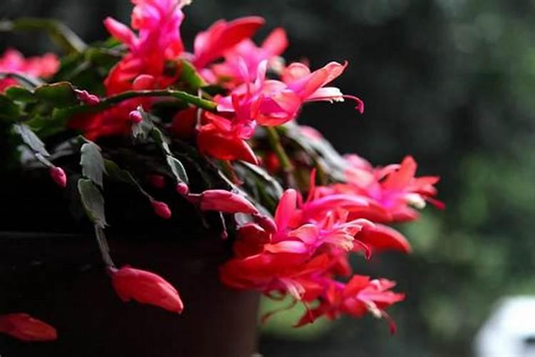 蟹爪兰盛花期如何养殖