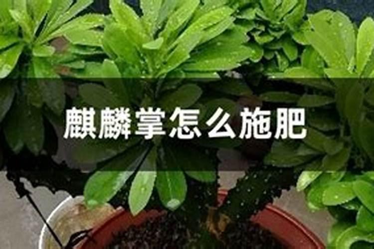 麒麟花怎么施肥