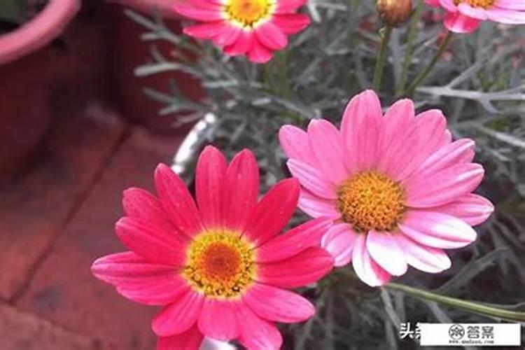 家里养花适合用的含氮的肥料有哪些啊