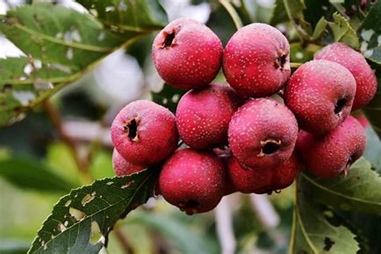 开水泡过的山楂能直接当花肥吗？