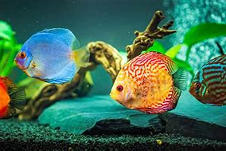 观赏鱼鱼食过期了还可以喂鱼吗 鱼饲料过期了还能喂吗