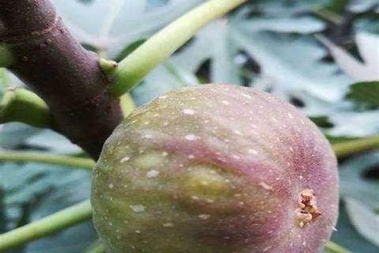 大棚无花果种植技术 操作技术