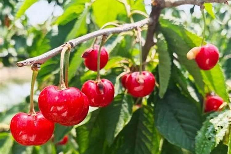 一棵樱桃种了十年老是不结果为什么 谢谢