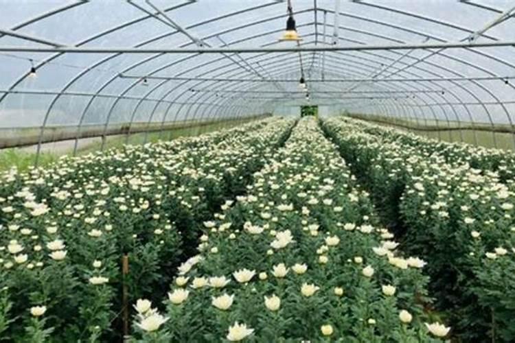 菊花中后期用什么肥料好