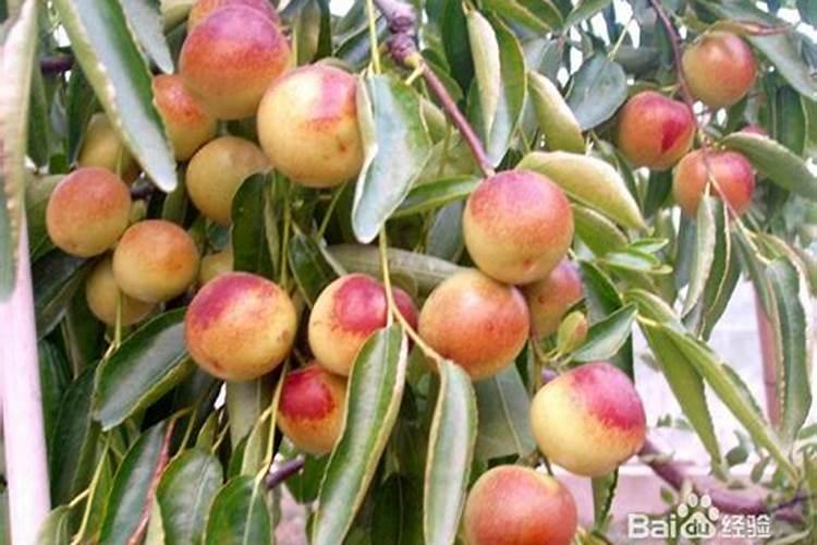 冬枣如何施肥才能高产