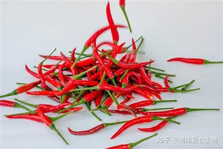 辣椒苗床期用什么肥料壮苗长得快