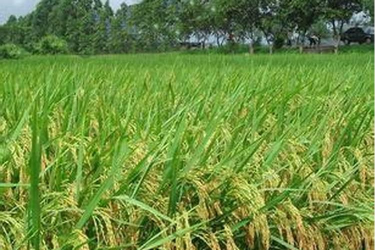 成年桔子树,每亩需要,氮磷钾多少公斤？