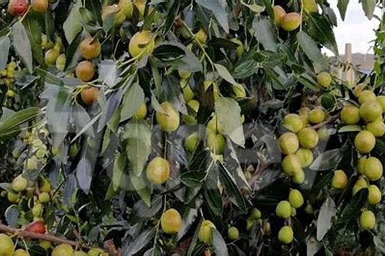 枣树施肥很重要,施微肥应该注意些甚么？