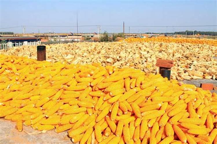 玉米什么时候打富硒最好？