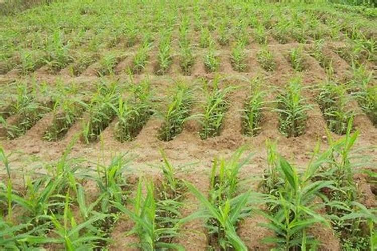 生姜怎么种才能高产