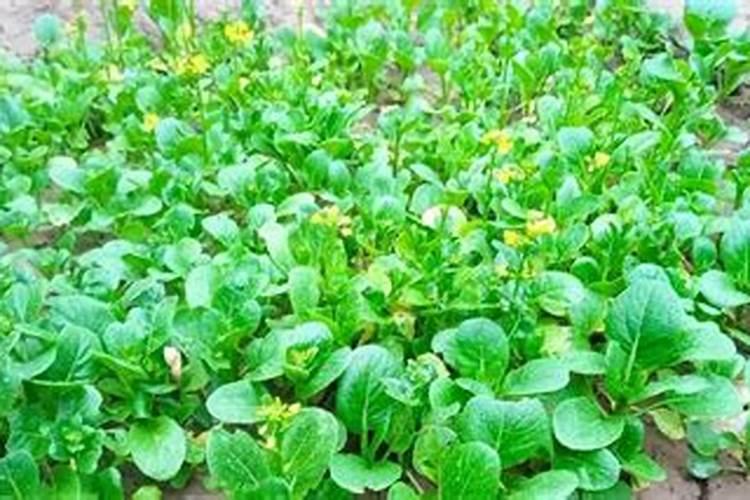 广东菜心的繁殖方法