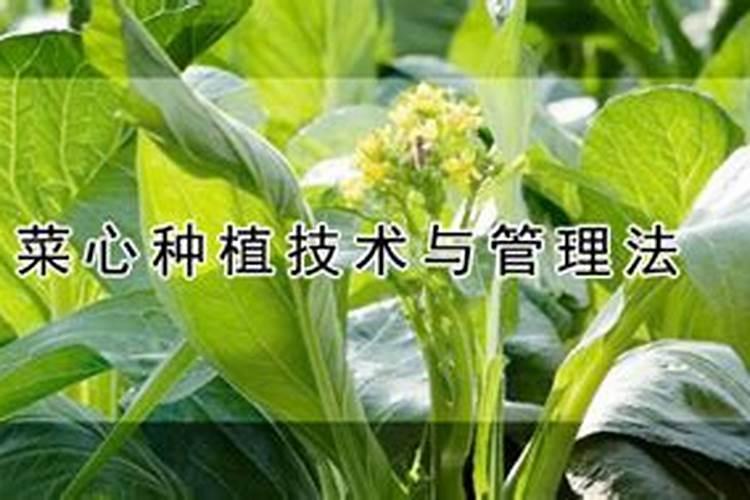 菜心施肥技术 菜心怎么施肥能高产