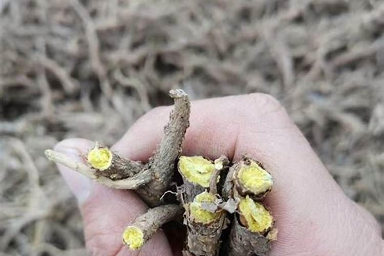 中药材苍术,该如何栽培种植？