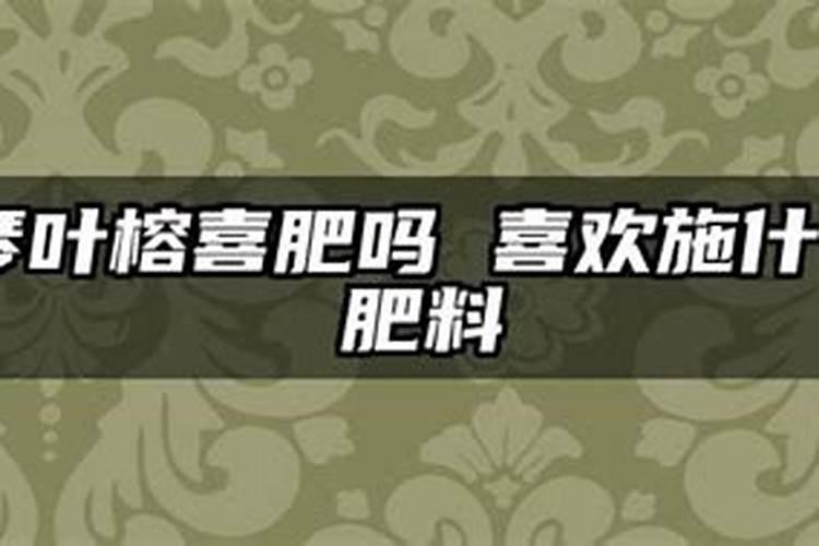 琴叶榕喜肥吗 喜欢施什么肥料