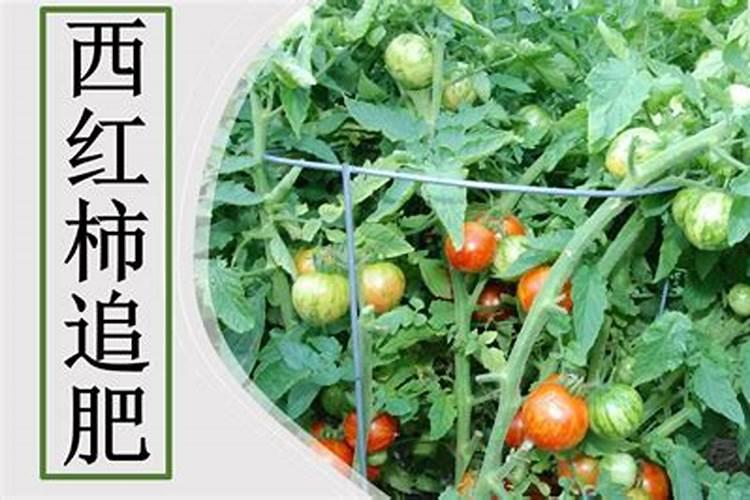 西红柿追肥用什么肥料
