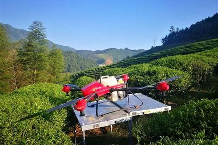 无公害茶叶怎么施肥？详解无公害茶叶施肥技术