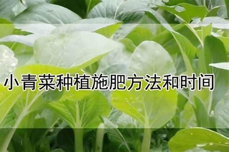 小青菜种植施肥方法和时间