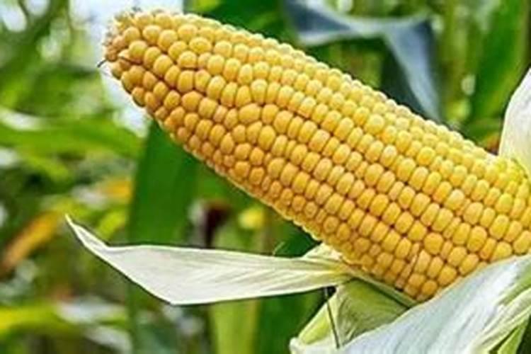 种玉米最佳氮,钾和磷的配比是多少？