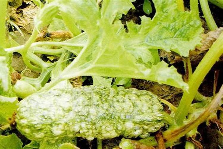 西葫芦鸡爪病打云苔素可以吗？