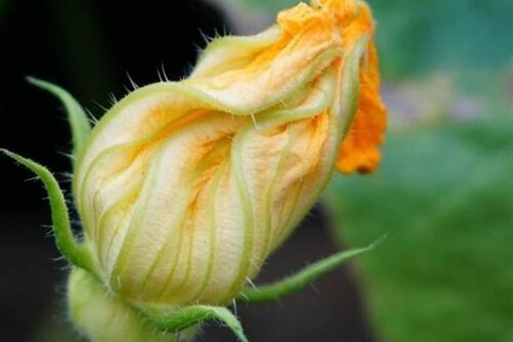 南瓜多久施一次肥