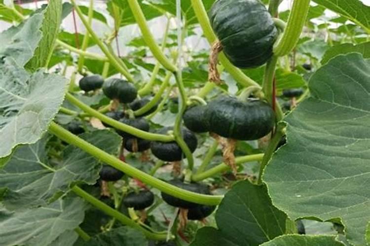 南瓜施什么肥料最好