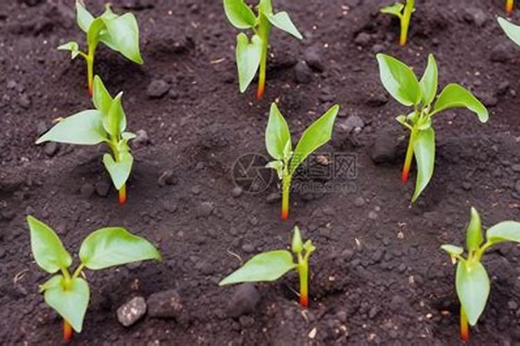 辣椒苗已经栽上了相邻的玉米地要打除草药,这可怎么办呀,急急急百度知...