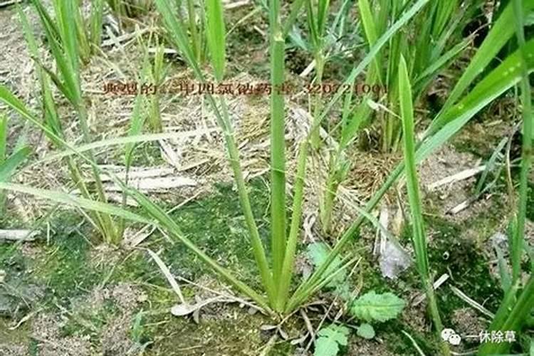 甜菜误喷了二甲四氯钠,用什么可以解毒