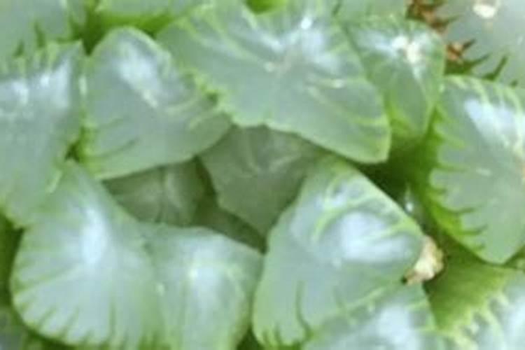 玉露施肥方法,用什么肥好