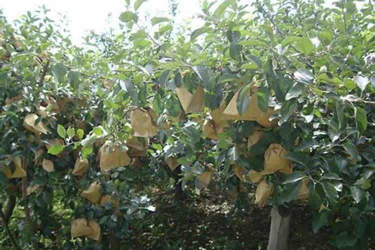 苹果树套袋后什么时候施肥好