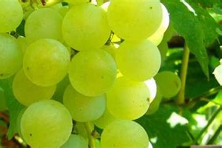 葡萄用什么肥料让葡萄颗粒大