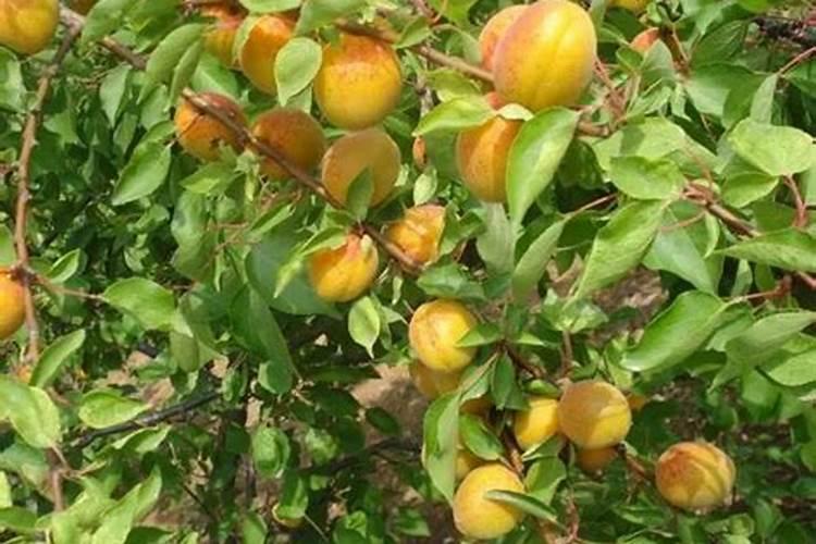 杏树施催果肥最佳时间 施肥方法有哪些