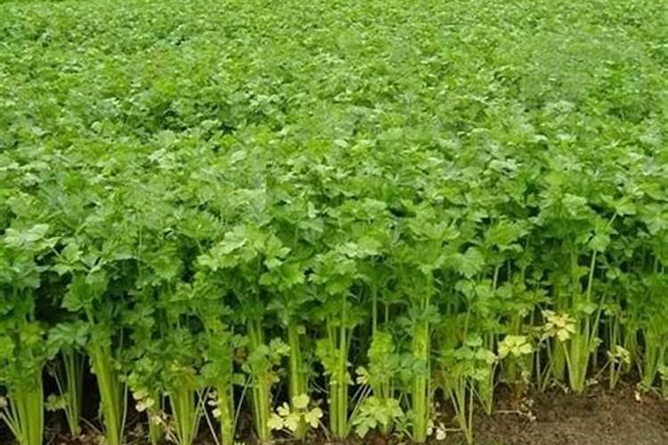 芹菜什么时候用钙肥 怎么使用效果好