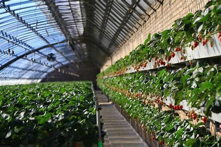 温室种植草莓在使用钙肥时,都有哪些注意事项？