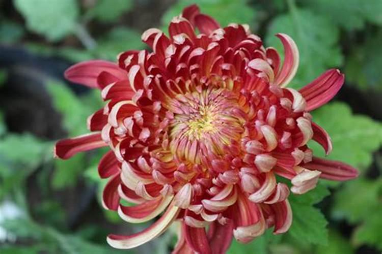 菊花怎么养才长得好 菊花如何养才长得好