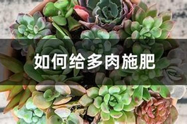 多肉怎么施肥 多肉的施肥方法