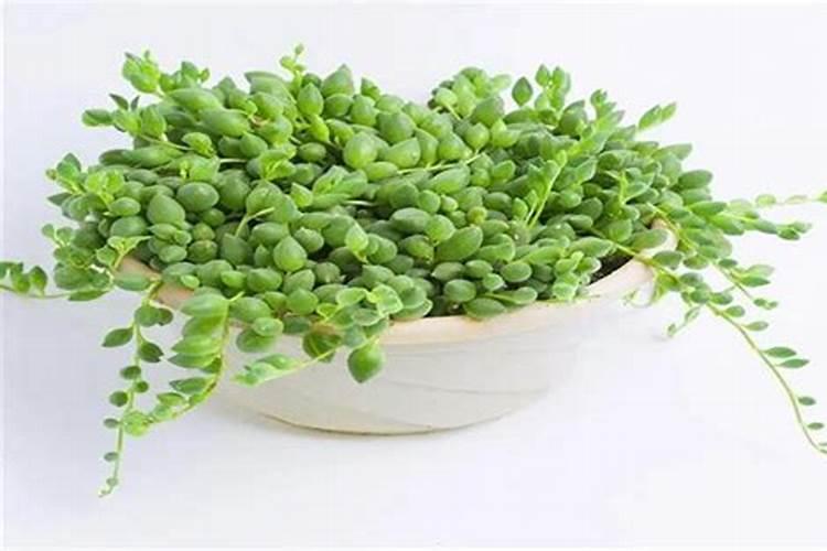 多肉佛珠怎样施肥