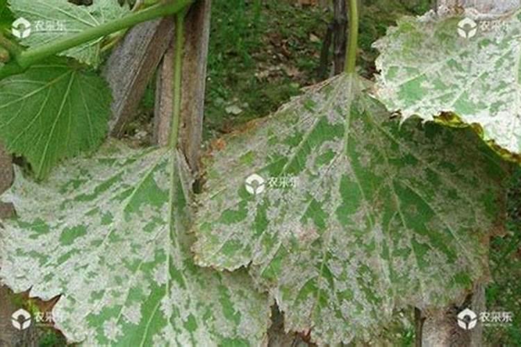 葡萄霜霉病防治药剂分类及分析